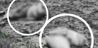 Foul Smell Leads To Shocking Discovery Of Girl’s Headless Body Stuffed In Two Sacks In Jhansi Foul Smell Leads To Shocking Discovery Of Girl’s Headless Body Stuffed In Two Sacks In Jhansi