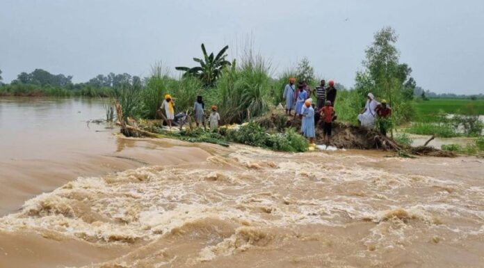 Viral Video: ‘Oh, I am dead’ as Punjab floods drown farmers’ crops after rain and dam release Viral Video: 'Oh, I am dead' as Punjab floods drown farmers’ crops after rain and dam release