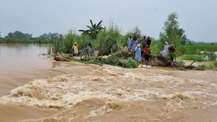 PUNJAB FLLOD Viral Video: 'Oh, I am dead' as Punjab floods drown farmers’ crops after rain and dam release
