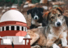 Dogs to Be Released After Sterilization : Supreme Court Supreme Court