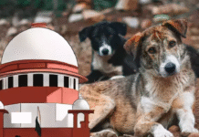 Dogs to Be Released After Sterilization : Supreme Court Supreme Court