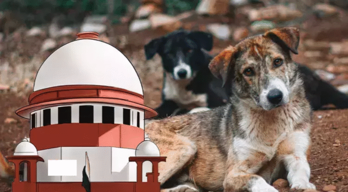 Dogs to Be Released After Sterilization : Supreme Court Supreme Court