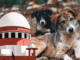 Dogs to Be Released After Sterilization : Supreme Court Supreme Court
