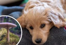 Man Feeds Dog Mushrooms, Then Serves to Family When No Effect Seen; All Fall Ill