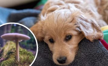 Man Feeds Dog Mushrooms, Then Serves to Family When No Effect Seen; All Fall Ill