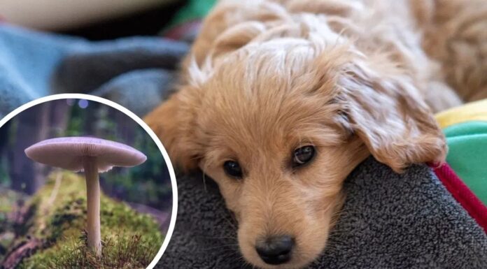 Man Feeds Dog Mushrooms, Then Serves to Family When No Effect Seen; All Fall Ill