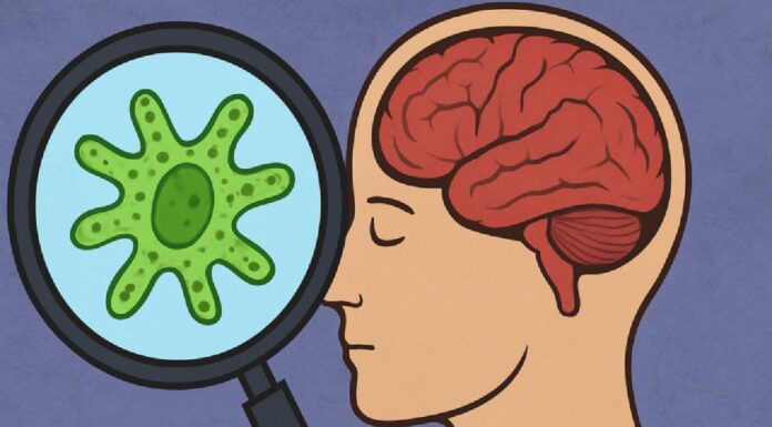 Explained: Brain-Eating Amoeba and How It Can Cause Death Brain-Eating Amoeba: What It Is and How It Turns Deadly