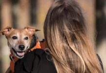 Pet Dog Training Tips: Teach these 5 habits to your pet dog; it will always remain calm Pet Dog Training Tips: Teach these 5 habits to your pet dog, it will always remain calm
