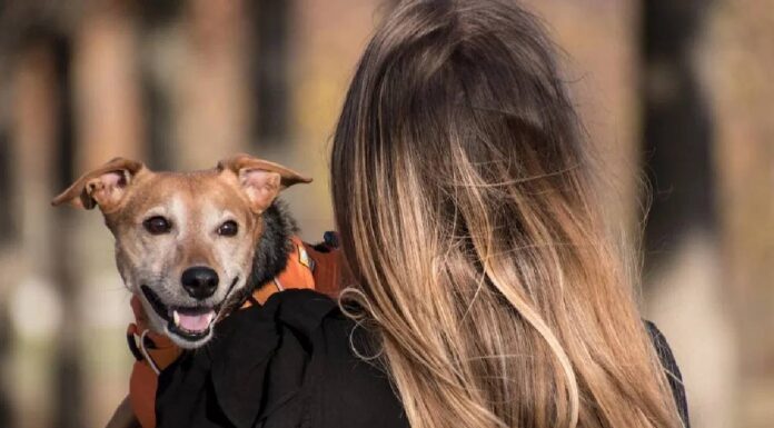 Pet Dog Training Tips: Teach these 5 habits to your pet dog; it will always remain calm Pet Dog Training Tips: Teach these 5 habits to your pet dog, it will always remain calm