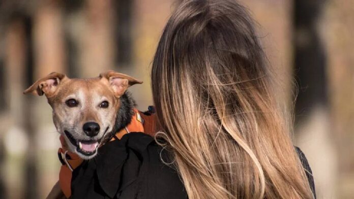 Pet Dog Training Tips: Teach these 5 habits to your pet dog, it will always remain calm