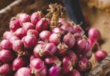 Fear of onions rotting in the rain? Follow these easy tips Fear of onions rotting in the rain? Follow these easy tips