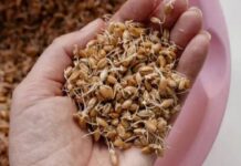 Not Just Moong Dal… Wheat Sprouts Are Also a Miraculous Boon for Health, Says Expert Not Just Moong Dal… Wheat Sprouts Are Also a Miraculous Boon for Health, Says Expert
