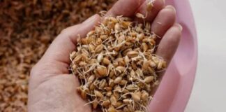 Not Just Moong Dal… Wheat Sprouts Are Also a Miraculous Boon for Health, Says Expert Not Just Moong Dal… Wheat Sprouts Are Also a Miraculous Boon for Health, Says Expert