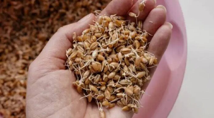Not Just Moong Dal… Wheat Sprouts Are Also a Miraculous Boon for Health, Says Expert Not Just Moong Dal… Wheat Sprouts Are Also a Miraculous Boon for Health, Says Expert