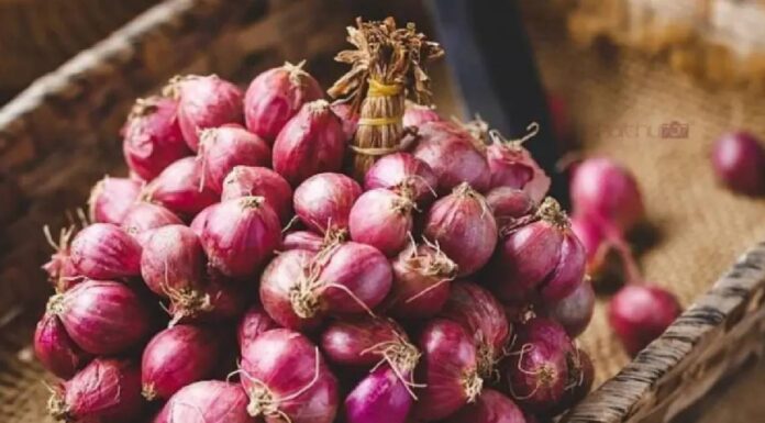 Fear of onions rotting in the rain? Follow these easy tips Fear of onions rotting in the rain? Follow these easy tips