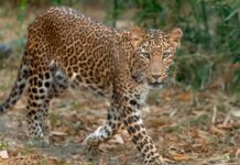 Bengaluru Safari Horror: Leopard Attacks 13-Year-Old Boy at Bannerghatta Biological Park, Sparks Wildlife Safety Concerns Bengaluru Safari Horror: Leopard Attacks 13-Year-Old Boy at Bannerghatta Biological Park, Sparks Wildlife Safety Concerns