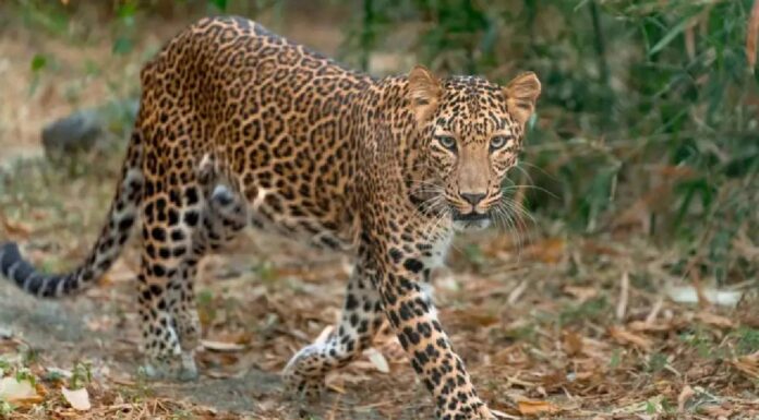 Bengaluru Safari Horror: Leopard Attacks 13-Year-Old Boy at Bannerghatta Biological Park, Sparks Wildlife Safety Concerns Bengaluru Safari Horror: Leopard Attacks 13-Year-Old Boy at Bannerghatta Biological Park, Sparks Wildlife Safety Concerns