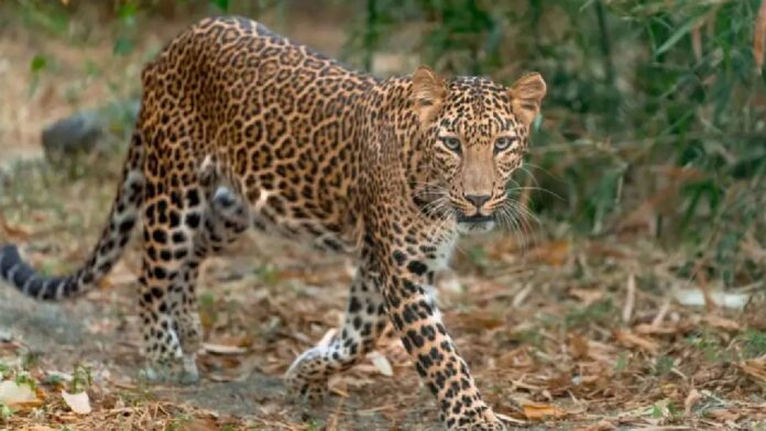 trending Bengaluru Safari Horror: Leopard Attacks 13-Year-Old Boy at Bannerghatta Biological Park, Sparks Wildlife Safety Concerns