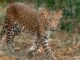 Bengaluru Safari Horror: Leopard Attacks 13-Year-Old Boy at Bannerghatta Biological Park, Sparks Wildlife Safety Concerns Bengaluru Safari Horror: Leopard Attacks 13-Year-Old Boy at Bannerghatta Biological Park, Sparks Wildlife Safety Concerns