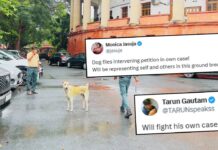 Stray Dog Appears In Supreme Court Before Hearing As Nation Awaits Verdict On Shelter Home Order Stray Dog Appears In Supreme Court Before Hearing As Nation Awaits Verdict On Shelter Home Order