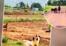 Viral Video: Loyal Dogs Turn Bodyguards, Give Little Girl Z+ Style Security Viral: The girl's Z+ security left people stunned! People said- 'This girl is in the safest hands'; watch the video