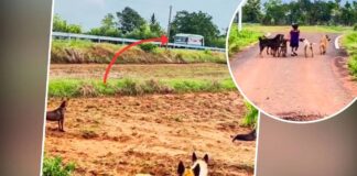 Viral Video: Loyal Dogs Turn Bodyguards, Give Little Girl Z+ Style Security Viral: The girl's Z+ security left people stunned! People said- 'This girl is in the safest hands'; watch the video