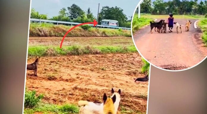Viral Video: Loyal Dogs Turn Bodyguards, Give Little Girl Z+ Style Security Viral: The girl's Z+ security left people stunned! People said- 'This girl is in the safest hands'; watch the video