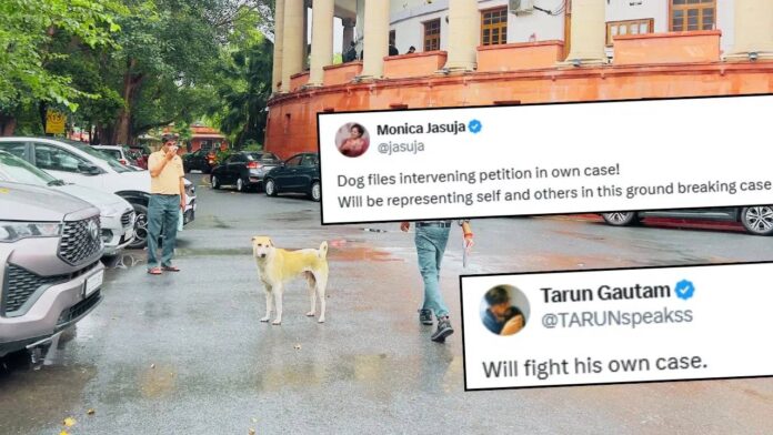 Stray Dog Appears In Supreme Court Before Hearing As Nation Awaits Verdict On Shelter Home Order