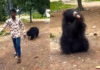 Outrage as Man in Chhattisgarh Gives ‘Maaza’ to Wild Bear Viral video shows Chhattisgarh man giving 'Maaza' to wild bear, internet furious