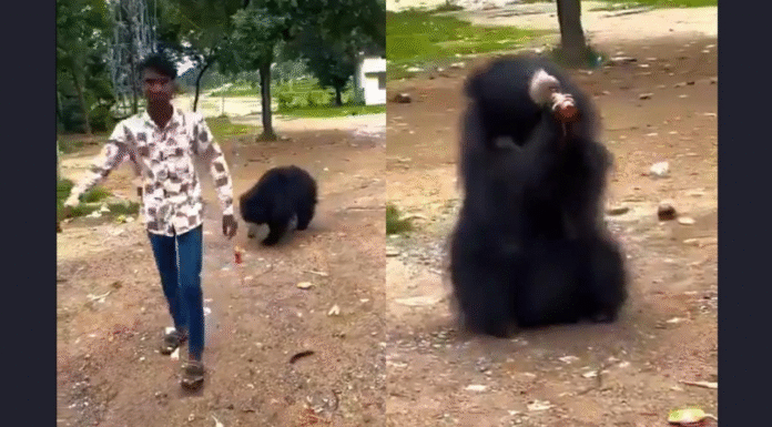 Outrage as Man in Chhattisgarh Gives ‘Maaza’ to Wild Bear Viral video shows Chhattisgarh man giving 'Maaza' to wild bear, internet furious