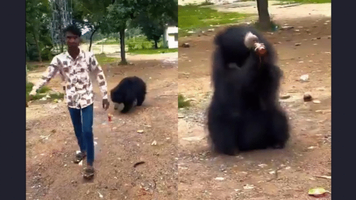 Viral video shows Chhattisgarh man giving 'Maaza' to wild bear, internet furious