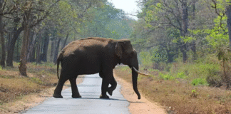 Rs 40-Lakh Elephant Stolen In Jharkhand, Sold For Rs 27 Lakh In Bihar Rs 40-Lakh Elephant Stolen In Jharkhand, Sold For Rs 27 Lakh In Bihar