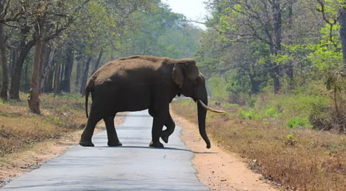 Rs 40-Lakh Elephant Stolen In Jharkhand, Sold For Rs 27 Lakh In Bihar Rs 40-Lakh Elephant Stolen In Jharkhand, Sold For Rs 27 Lakh In Bihar