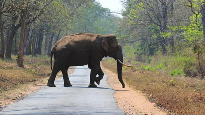 Rs 40-Lakh Elephant Stolen In Jharkhand, Sold For Rs 27 Lakh In Bihar