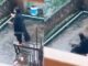 A mobile phone set on a tripod with a broken stool beside it, representing the exact accident moment without showing the girl falling A mobile phone set on a tripod with a broken stool beside it, representing the exact accident moment without showing the girl falling
