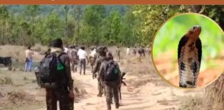 Jharkhand: A soldier was searching for Naxalites in the forest when he was bitten by a cobra and died Jharkhand: A soldier was searching for Naxalites in the forest when he was bitten by a cobra and died