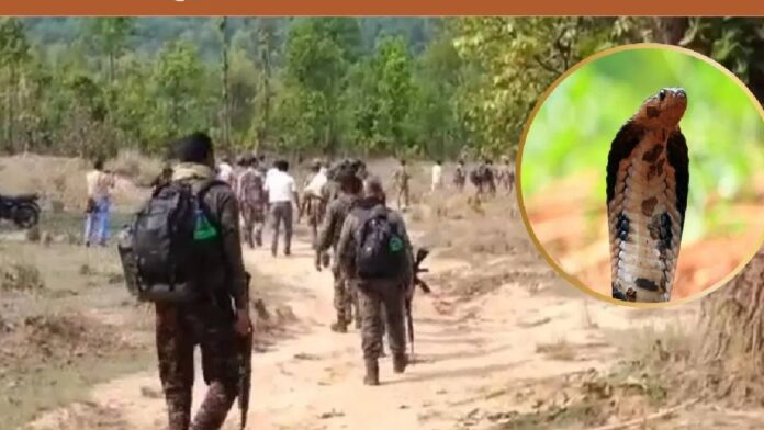 Jharkhand: A soldier was searching for Naxalites in the forest when he was bitten by a cobra and died
