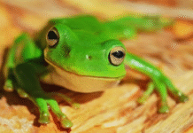 Elderly Chinese Woman Tries a Shocking Back Pain Remedy by Eating 8 Live Frogs — Here’s What Happened Next Elderly Chinese Woman Tries a Shocking Back Pain Remedy by Eating 8 Live Frogs — Here's What Happened Next