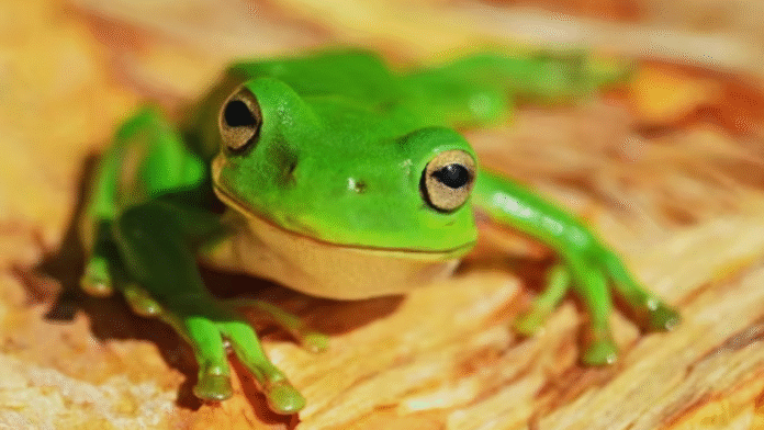 Elderly Chinese Woman Tries a Shocking Back Pain Remedy by Eating 8 Live Frogs — Here's What Happened Next Elderly Chinese Woman Tries a Shocking Back Pain Remedy by Eating 8 Live Frogs — Here's What Happened Next
