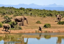 Tigers and Elephants on the Verge of Extinction in Jharkhand Tigers and Elephants on the Verge of Extinction in Jharkhand