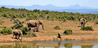 Tigers and Elephants on the Verge of Extinction in Jharkhand Tigers and Elephants on the Verge of Extinction in Jharkhand