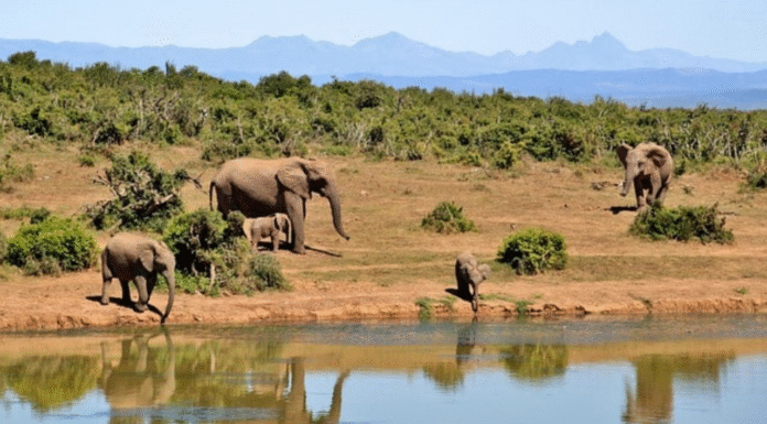 Tigers and Elephants on the Verge of Extinction in Jharkhand Tigers and Elephants on the Verge of Extinction in Jharkhand