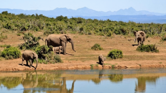 Tigers and Elephants on the Verge of Extinction in Jharkhand