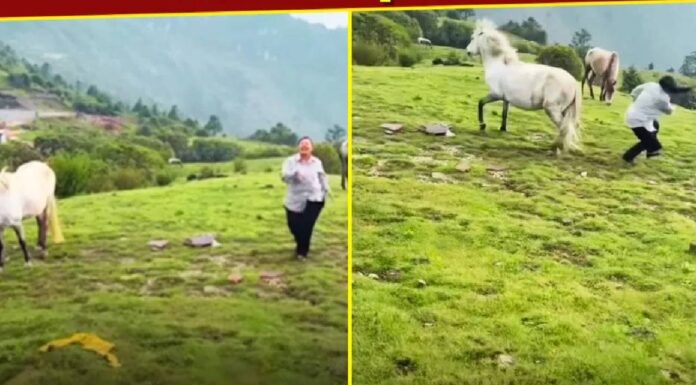 The horse didn’t like Didi’s dance! He spun around and kicked her so hard that ‘Papa’s angel’ fell flying The horse didn't like Didi's dance! He spun around and kicked her so hard that 'Papa's angel' fell flying