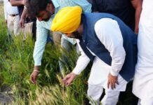 Mann Govt Delivers MSP Benefits to More Than 1.1 Million Punjab Farmers Mann Govt Delivers MSP Benefits to More Than 1.1 Million Punjab Farmers