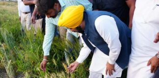 Mann Govt Delivers MSP Benefits to More Than 1.1 Million Punjab Farmers Mann Govt Delivers MSP Benefits to More Than 1.1 Million Punjab Farmers