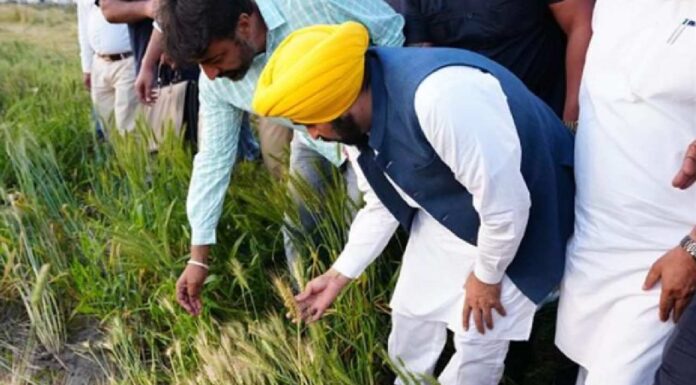 Mann Govt Delivers MSP Benefits to More Than 1.1 Million Punjab Farmers Mann Govt Delivers MSP Benefits to More Than 1.1 Million Punjab Farmers