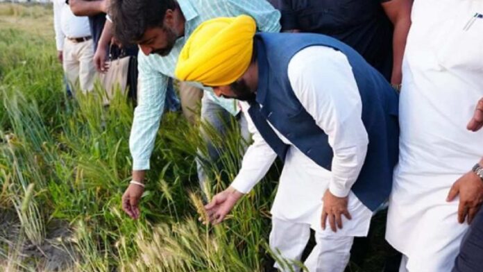Mann Govt Delivers MSP Benefits to More Than 1.1 Million Punjab Farmers