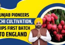 Punjab Emerges as India’s New Litchi Powerhouse, Export Gains Push Farmer Income to New Heights Mann Government