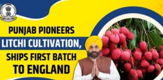 Punjab Emerges as India’s New Litchi Powerhouse, Export Gains Push Farmer Income to New Heights Mann Government